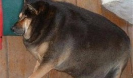 胖犬来爆料视频,揭秘娱乐圈幕后真相