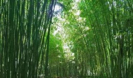 竹林小区新闻爆料事件真相,揭开真相背后的真相