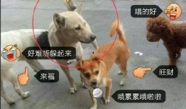 胖犬来爆料视频,揭秘娱乐圈幕后真相