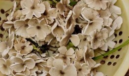 野生菌爆料视频大全最新