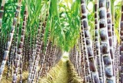 热点爆料甘蔗怎么做视频,视频教程带你轻松学会