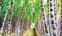 热点爆料甘蔗怎么做视频,视频教程带你轻松学会