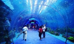 海洋最新爆料视频播放下载,最新海洋爆料视频下载解析