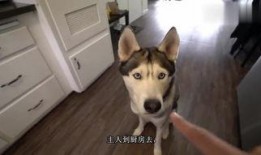 在线观看狗,在线观看狗狗的欢乐时光