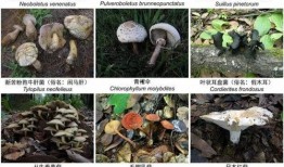 野生菌爆料视频大全最新