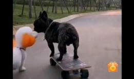 在线观看狗,在线观看狗狗的欢乐时光