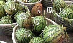 这几年吃的娱乐瓜是什么,盘点近年热门娱乐瓜