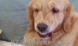 在线观看狗,在线观看狗狗的欢乐时光