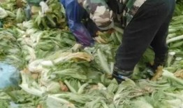 老谭酸菜爆料视频在线观看,揭秘行业黑幕，引发网友热议