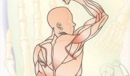 人体漫画,揭示人体结构与美学的艺术之旅