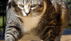 胖猫最新爆料新闻,最新爆料新闻背后的真相与内幕