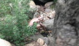 今日爆料北京怀柔苏峪口,北京隐秘的自然秘境新发现